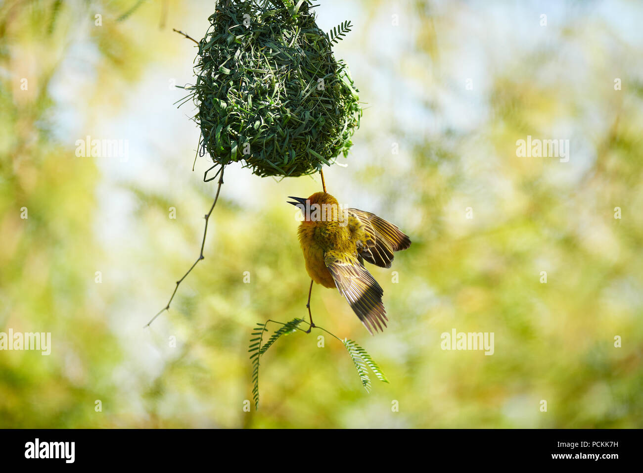 Cape Weaver building nichent dans Camel Thorn Tree Banque D'Images