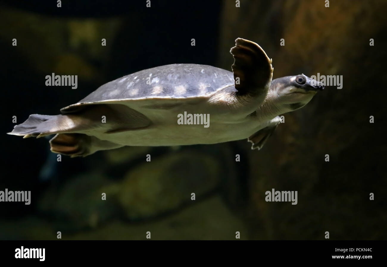 Tortue à nez de cochon de Guinée la natation dans l'eau Banque D'Images