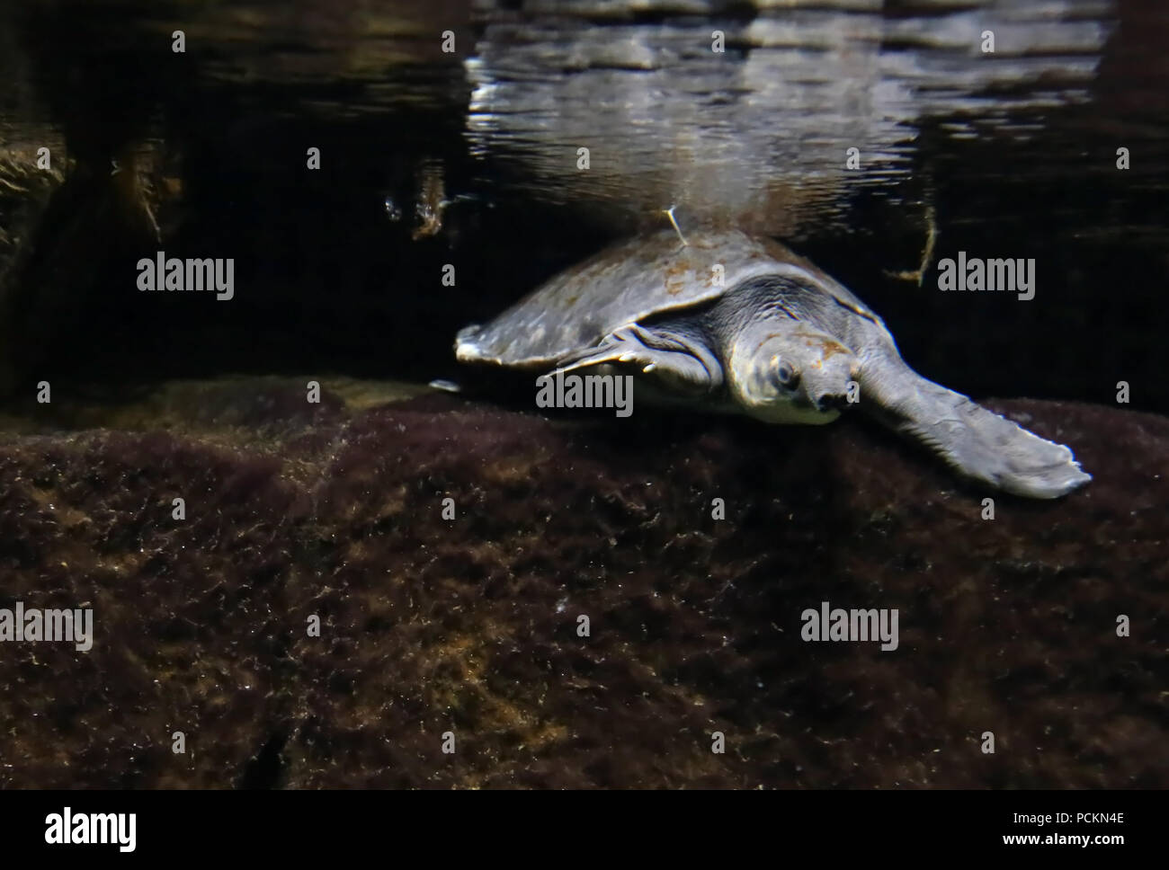 Tortue à nez de cochon de Guinée la natation dans l'eau Banque D'Images