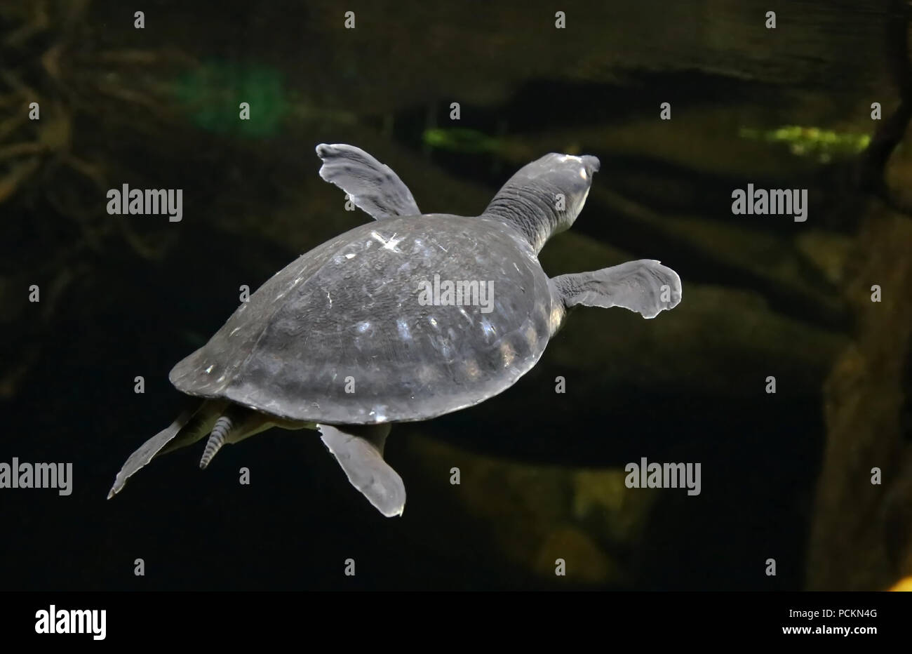 Tortue à nez de cochon de Guinée la natation dans l'eau Banque D'Images