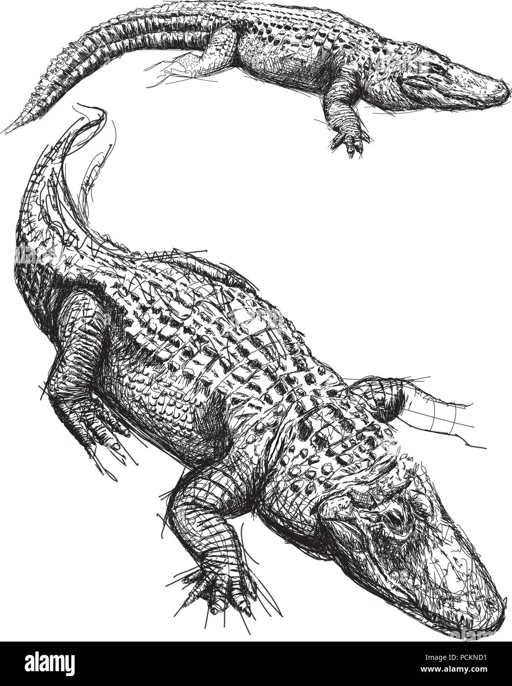 Croquis d'alligator Illustration de Vecteur