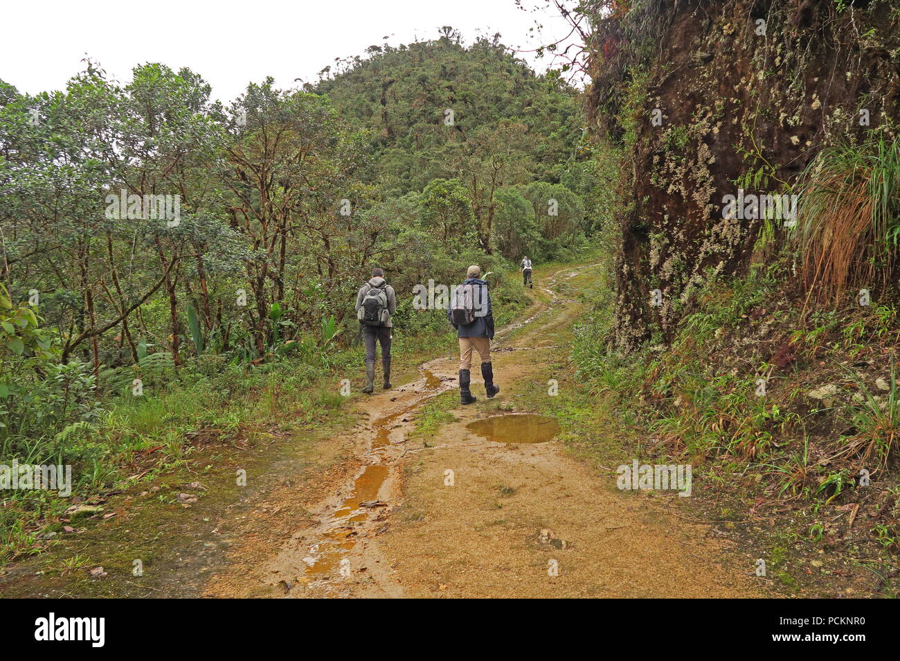 Les ornithologues, marcher le long de la voie de montagne boueux dans la réserve de Yanacocha, pluie Février Equateur Banque D'Images