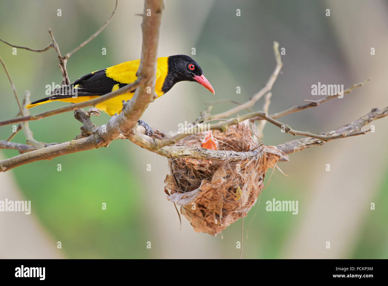 Oriole Golden Indien Oriolus Oriolus Kundoo Magnifique