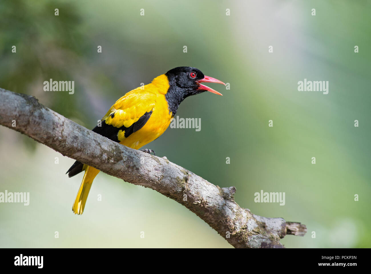 Oriole Golden indien - Oriolus oriolus kundoo, magnifique oiseau jaune et noir, les forêts et les terres boisées d'Asie, Sri Lanka. Banque D'Images