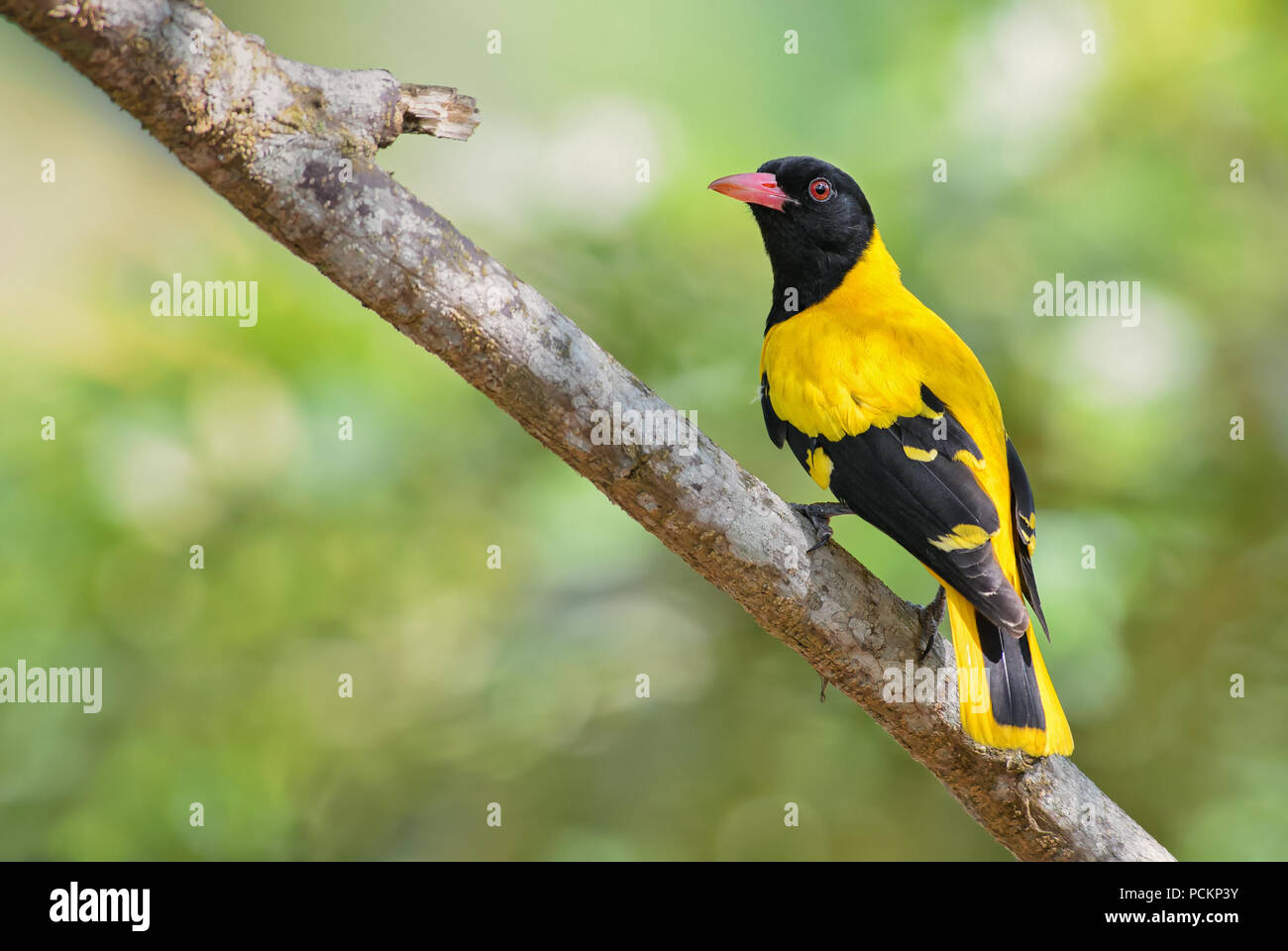 Oriole Golden indien - Oriolus oriolus kundoo, magnifique oiseau jaune et noir, les forêts et les terres boisées d'Asie, Sri Lanka. Banque D'Images