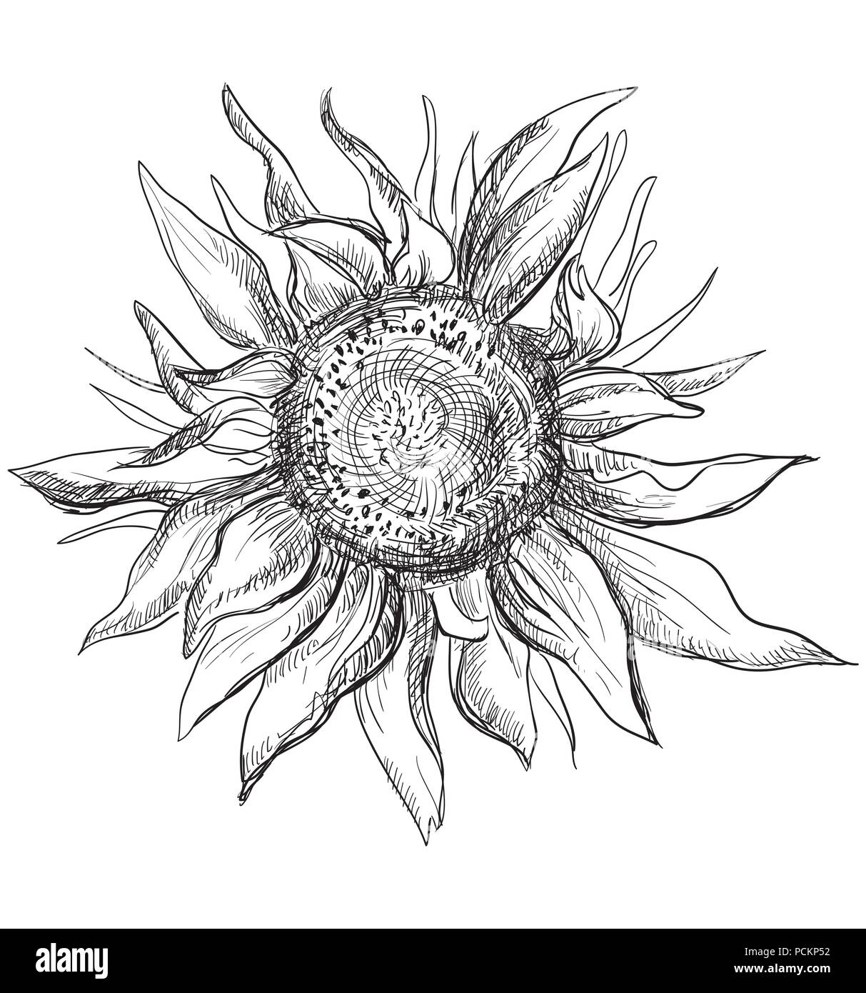 Fleur de tournesol à la main. Vector illustration monochrome isolé sur fond blanc. Illustration de Vecteur