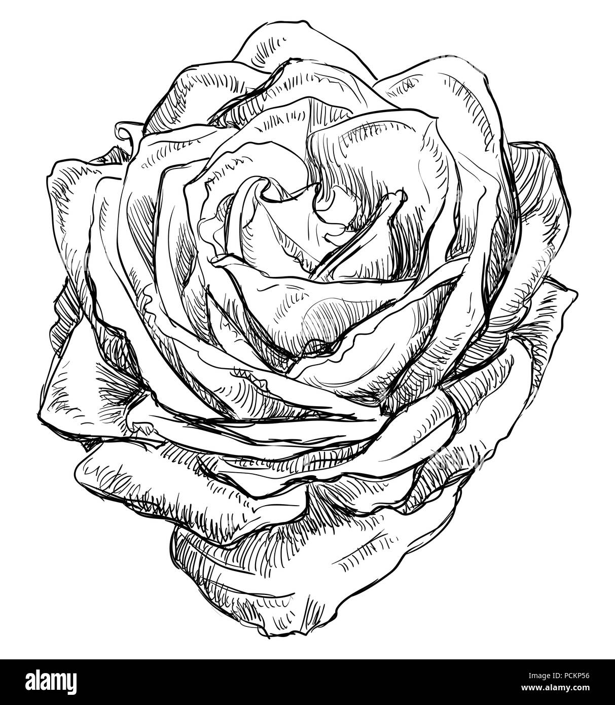 Fleur rose à la main. Vector illustration monochrome isolé sur fond blanc. Illustration de Vecteur