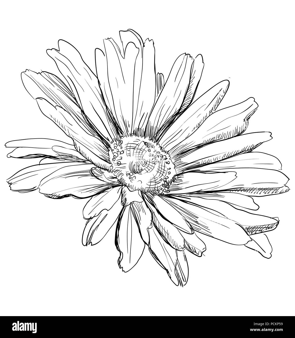 Chamomilla dessinés à la main, fleur. Vector illustration monochrome isolé sur fond blanc. Illustration de Vecteur