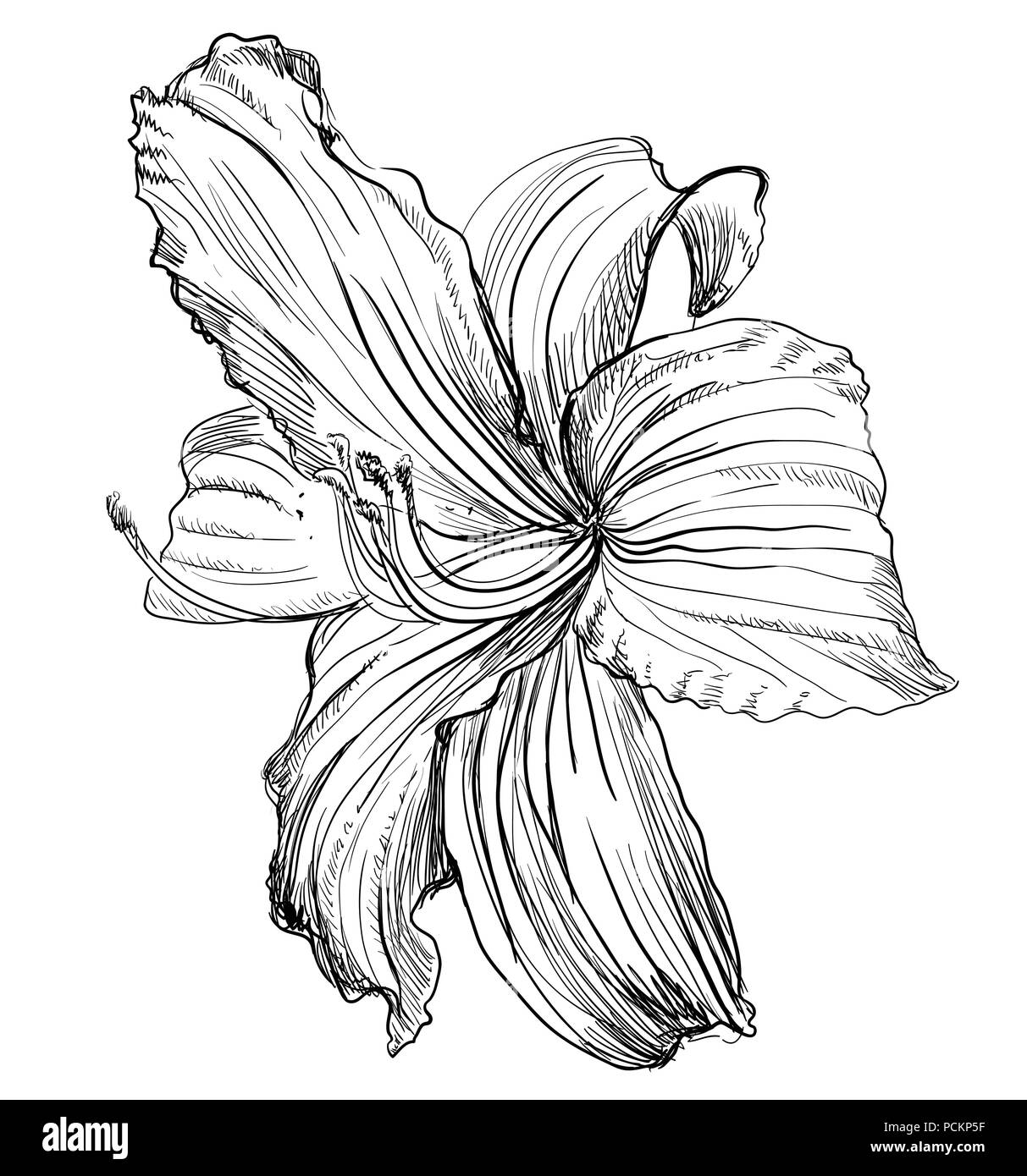 Lilium dessinés à la main, fleur. Vector illustration monochrome isolé sur fond blanc. Illustration de Vecteur
