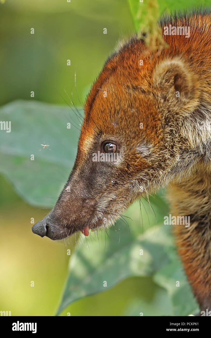 South American coati (Nasua nasua) près d'adultes d'insectes Copalinga la tête regardant Lodge, Zamora, Équateur Février Banque D'Images