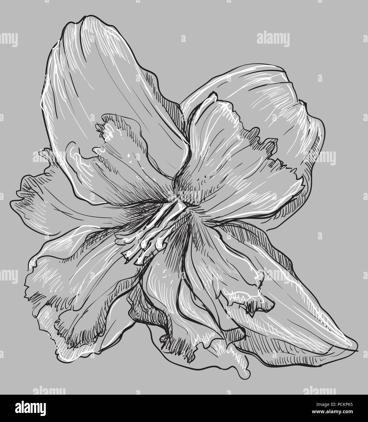 Fleurs de narcisses dessiné à la main. Vector illustration monochrome isolé sur fond gris. Illustration de Vecteur