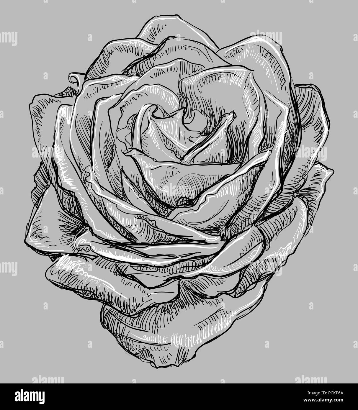 Fleur rose à la main. Vector illustration monochrome isolé sur fond gris. Illustration de Vecteur