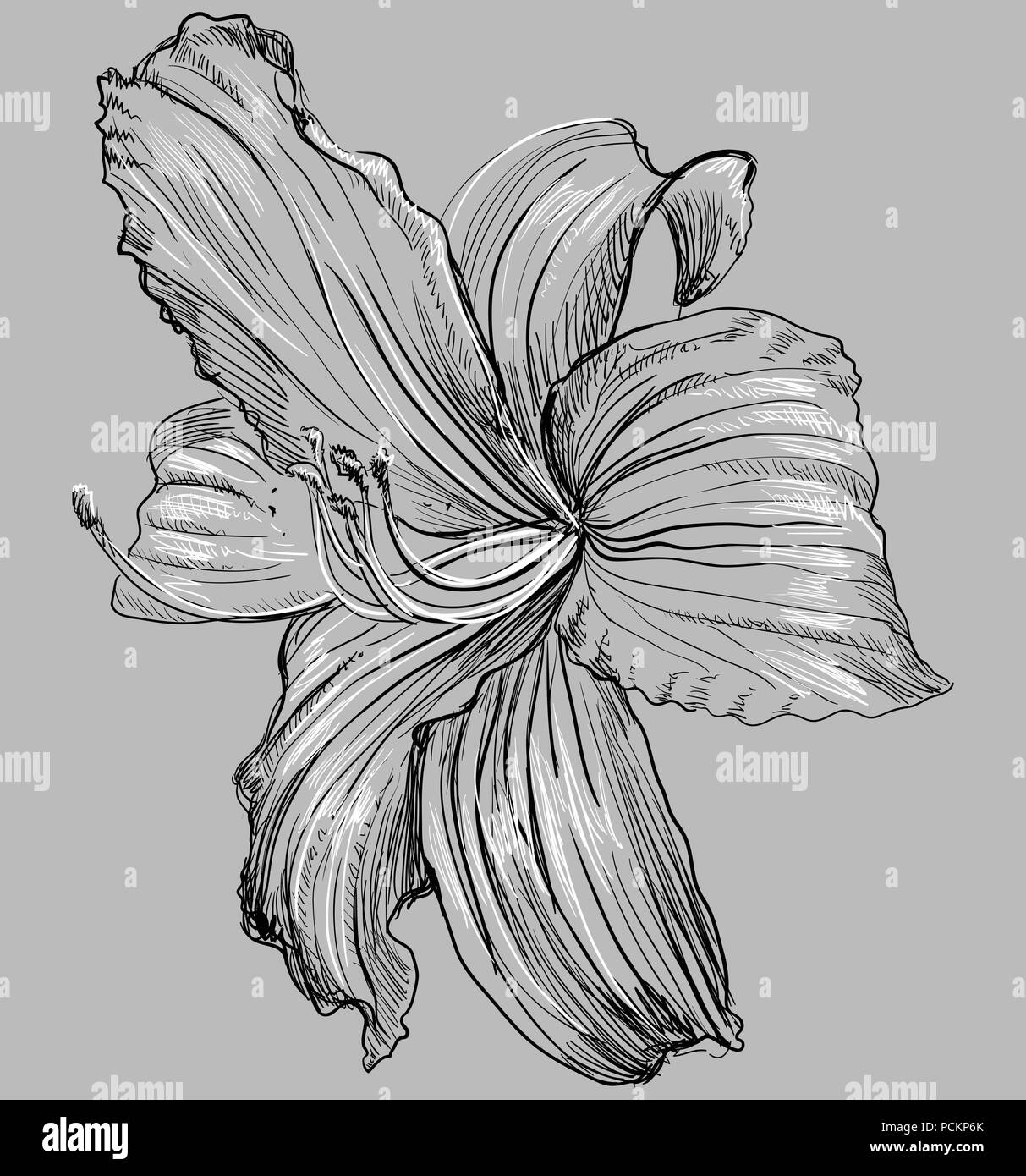 Lilium dessinés à la main, fleur. Vector illustration monochrome isolé sur fond gris. Illustration de Vecteur