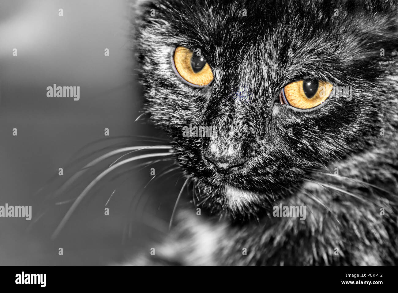 Close-up d'un chat domestique. Felis silvestris catus. Portrait de l'animal noir-blanc. Détail mélancolique, triste yeux ambre, moustaches. Banque D'Images