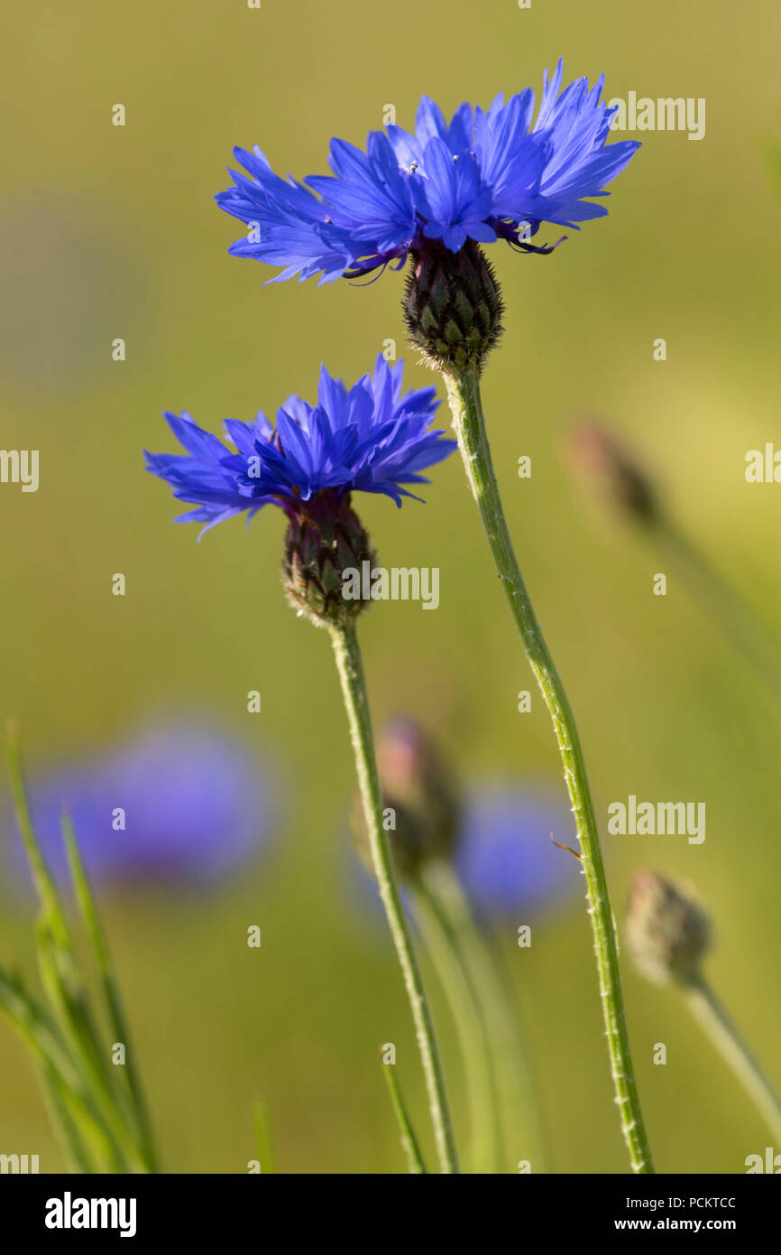 Bouton de baccalauréat le long du ruisseau, le sentier d'interprétation Catherine Catherine Creek d'utilisation diurne, Columbia River Gorge National Scenic Area, New York Banque D'Images