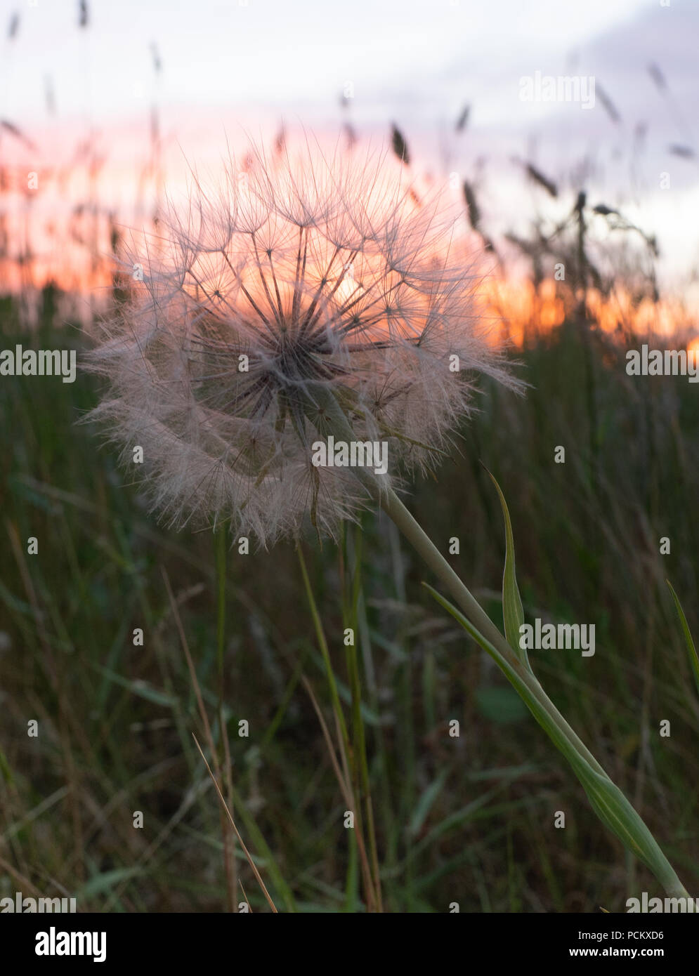 Gros plan d'une fleur de pissenlit séché ou puff ball avec l'herbe au premier plan et un ciel nuageux coucher du soleil dans l'arrière-plan. Banque D'Images