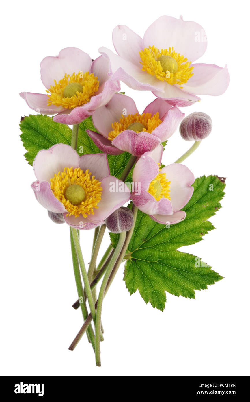 Un petit bouquet de fleurs roses sur le terrain sauvage avec un anneau luxuriant d'étamines jaunes. Isolé sur un plan macro studio blanc Banque D'Images