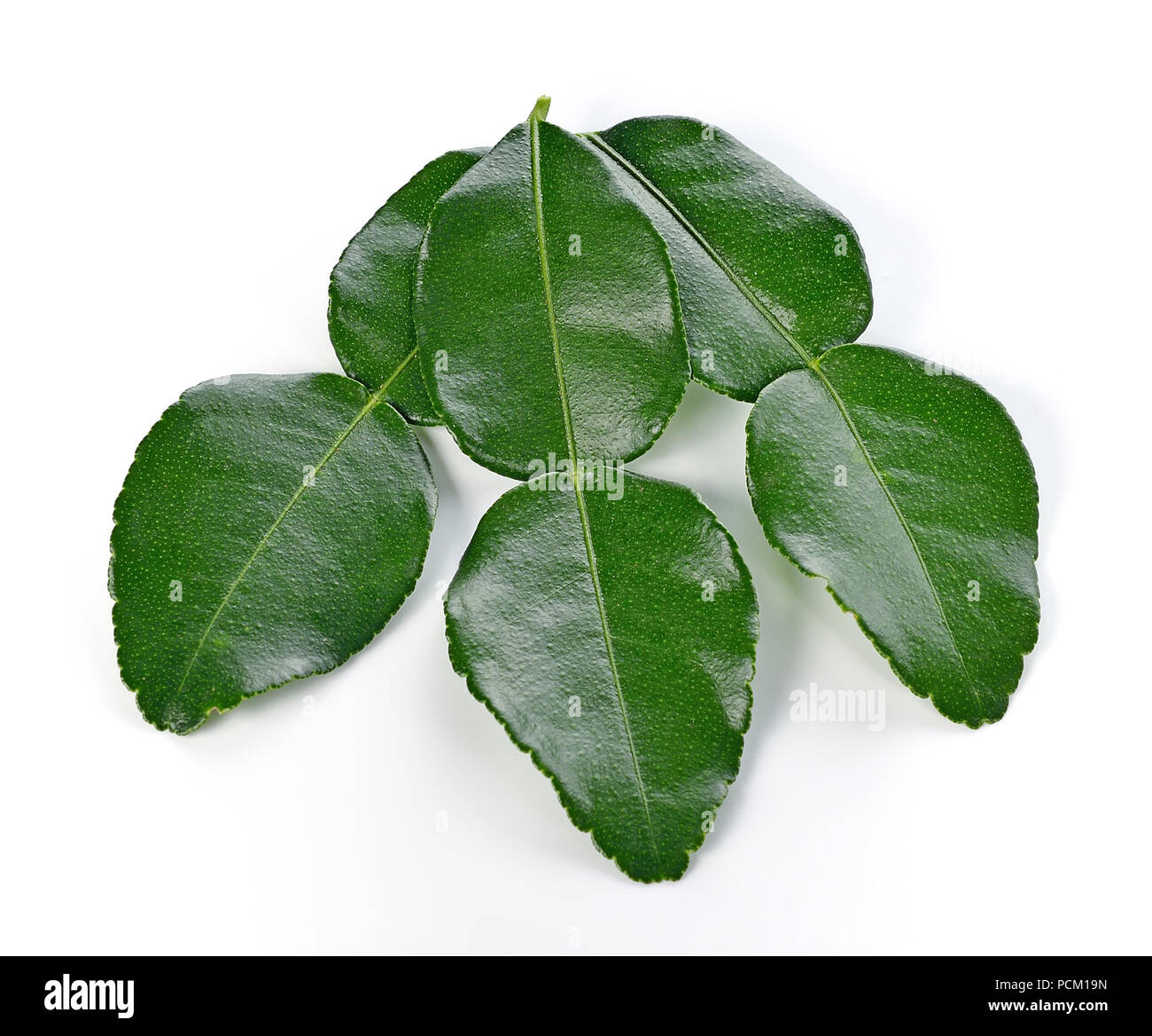 Les feuilles de combava. Banque D'Images