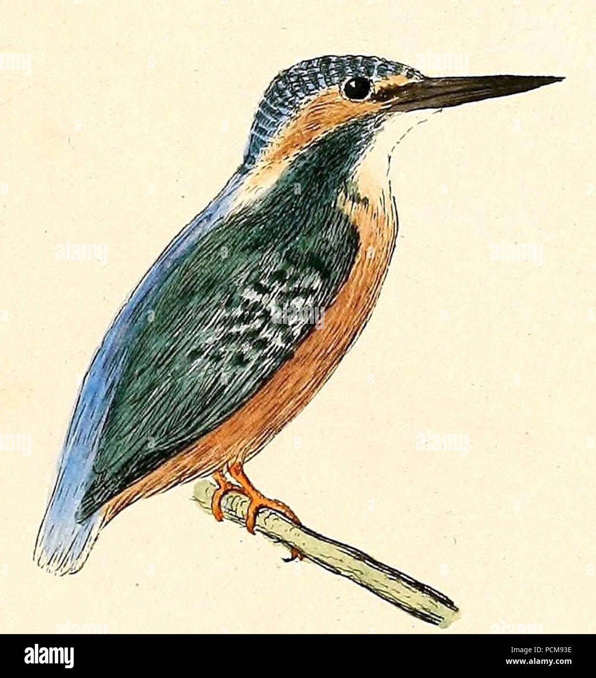 Alcedo atthis ispida 1832. Banque D'Images