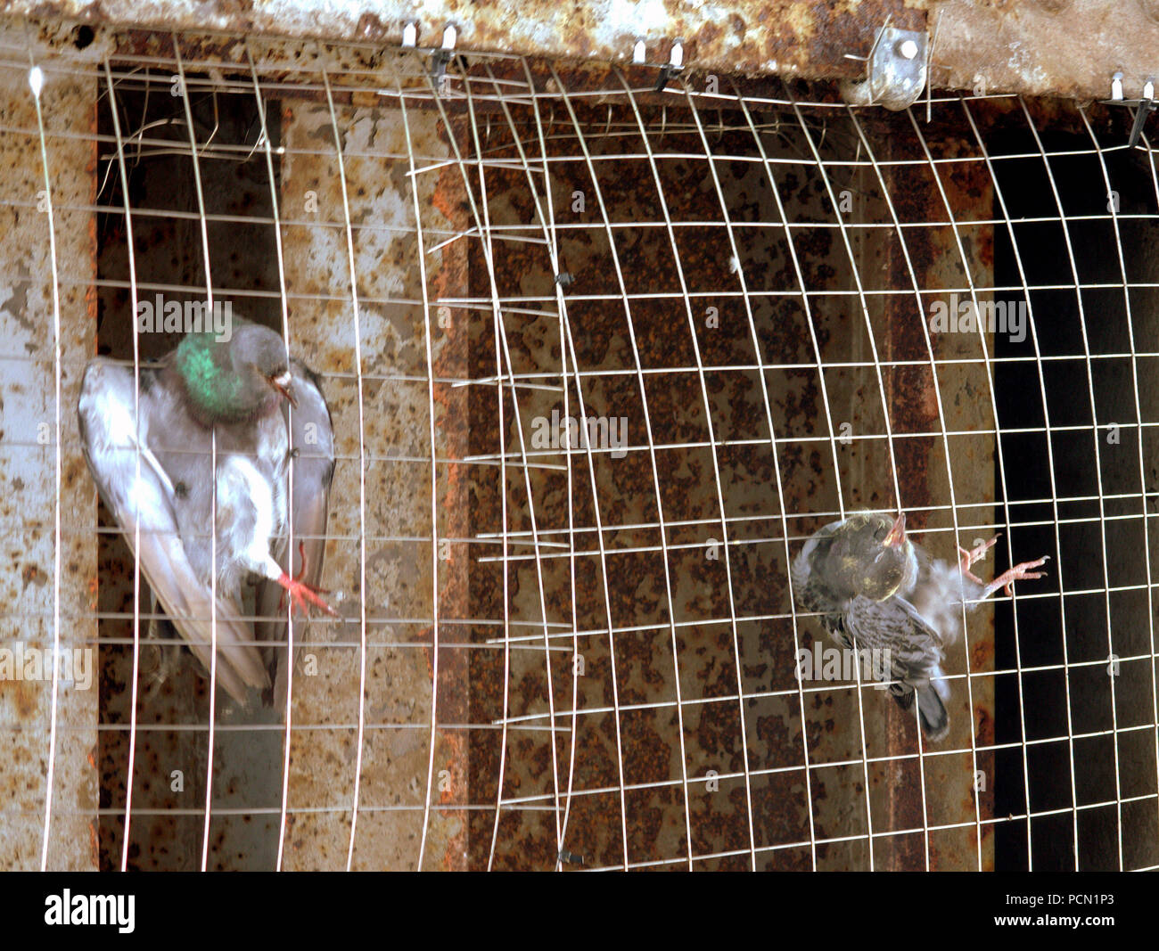 Piège à oiseaux Banque de photographies et d'images à haute résolution -  Alamy