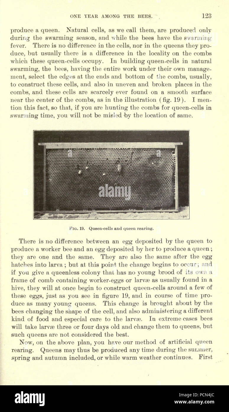 La luzerne, les sauterelles, les abeilles- leur relation (page 123) Banque D'Images