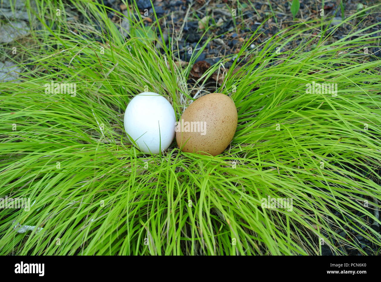 Deux œufs fraîchement pondus, brun et blanc, dans l'herbe (Carex oshimensis Everillo EverColor ''), au milieu et à l'arrière-plan bleu et vert Banque D'Images