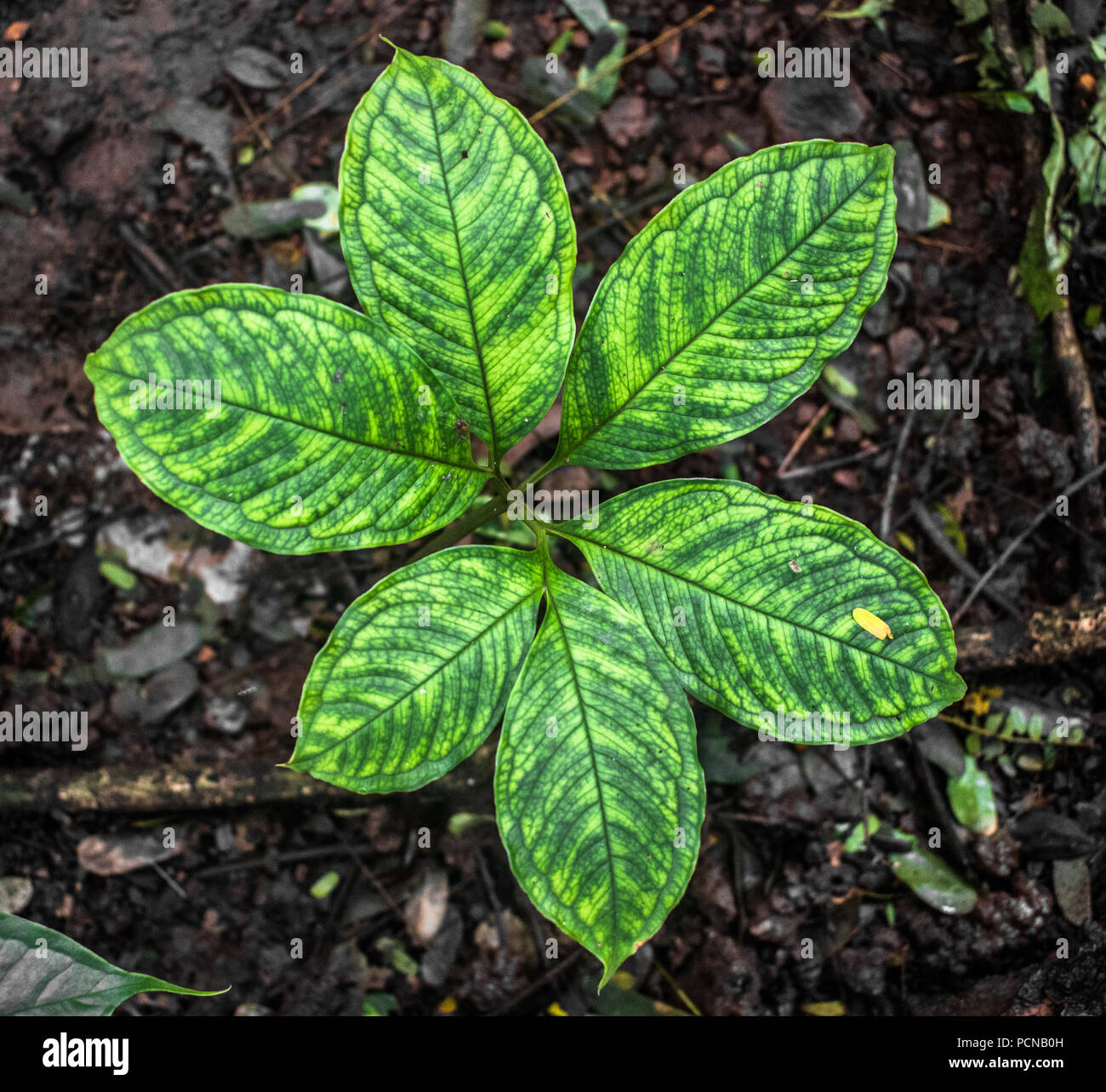 Arisaema Tortuosum de diverses espèces de plantes communes, Neglectum dans jardin à l'arrière dans son état végétatif avec de belles feuilles vertes ayant tendance. Banque D'Images