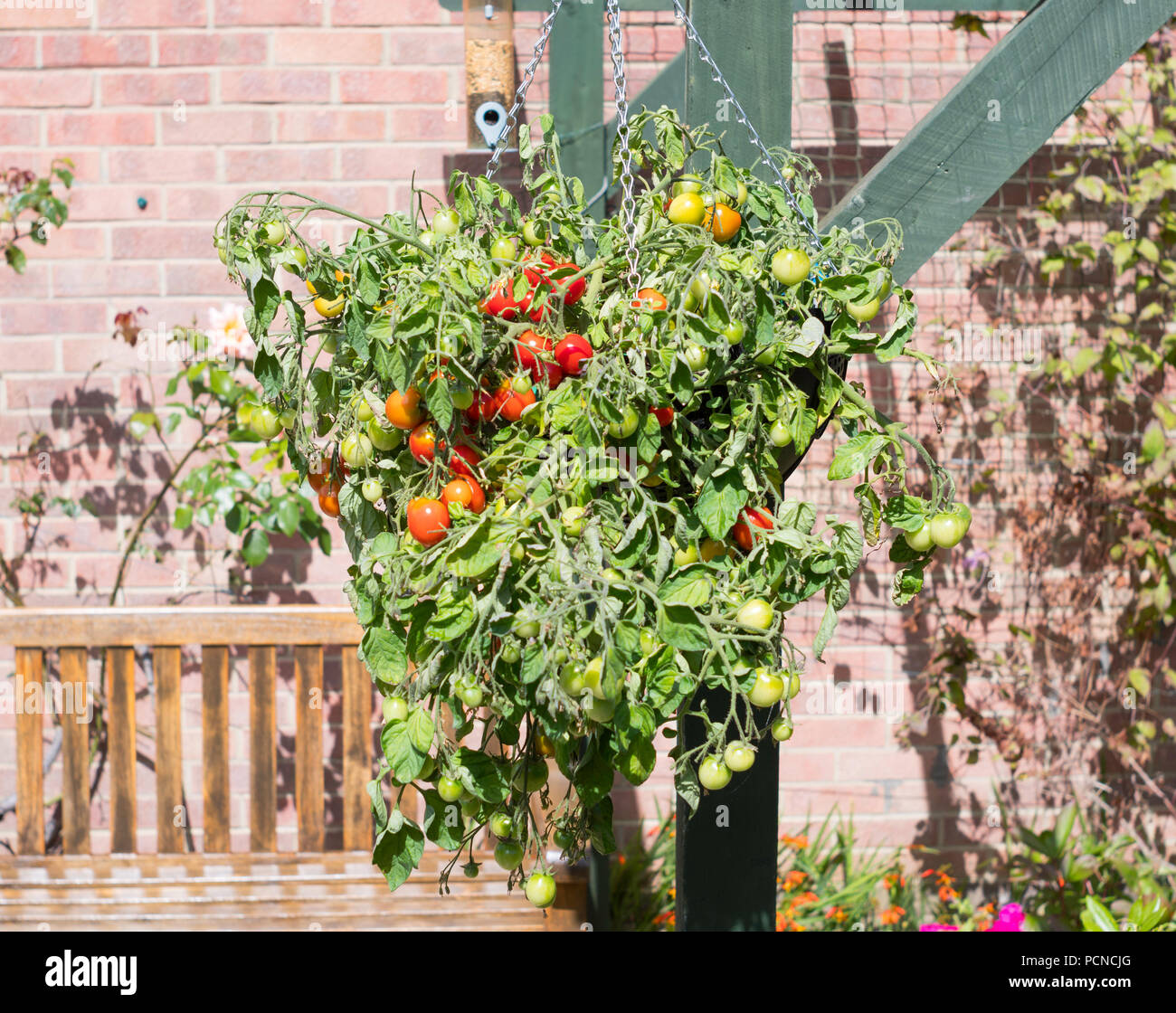 Bush tomato f1 hybride Tumbler croissant dans une suspension, Angleterre du Nord-Est, Royaume-Uni Banque D'Images