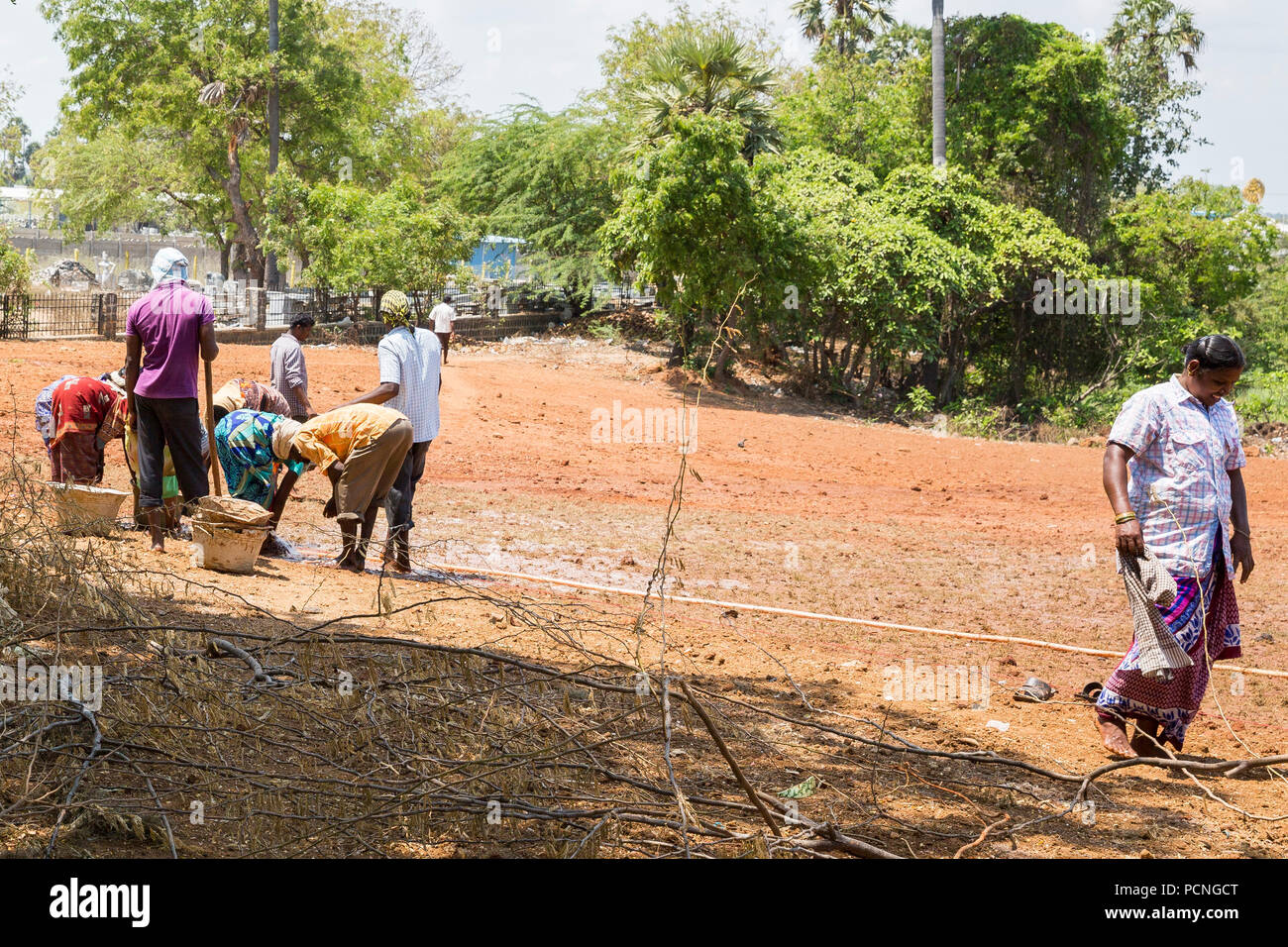 PONDICHERY, Tamil Nadu, Inde - circa 2017 SEPTEMBRE. Groupe de femmes hommes les agriculteurs plantent gazon transplanté de croître. Banque D'Images