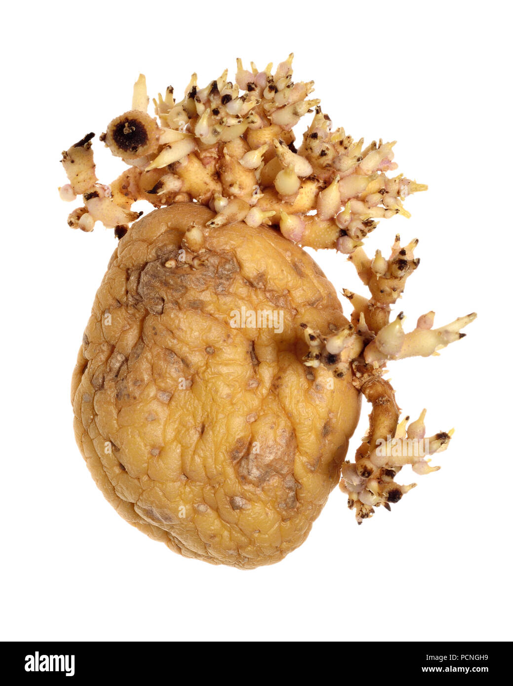 La germination des pommes de terre après avoir été laissé dans le placard depuis trop longtemps Banque D'Images
