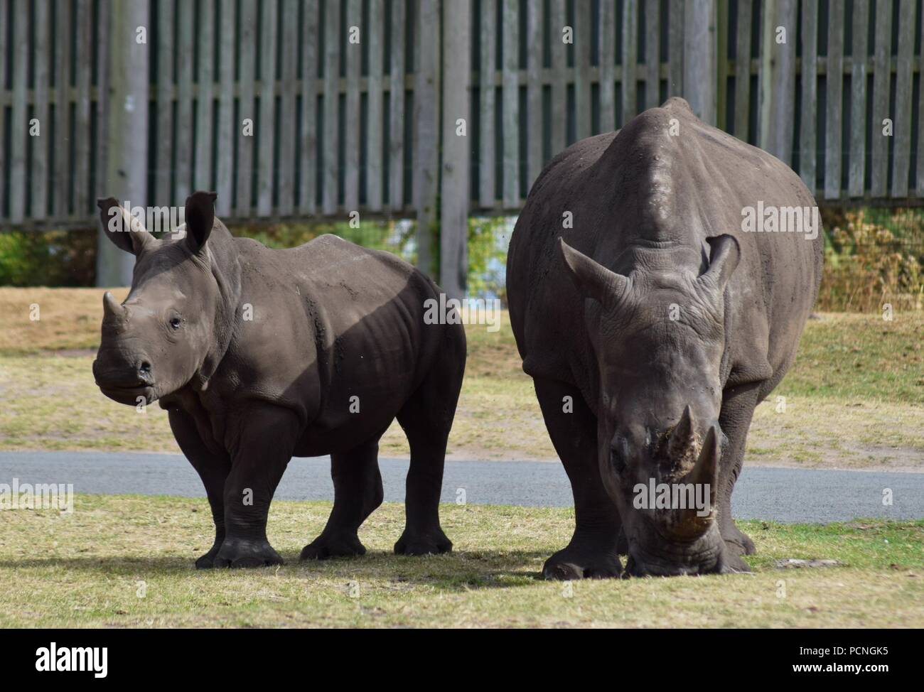 Les animaux du Parc Safari Banque D'Images