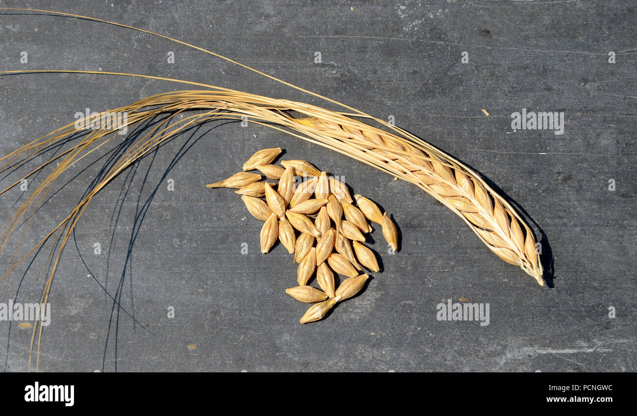 Grain Banque de photographies et d’images à haute résolution Alamy — free download