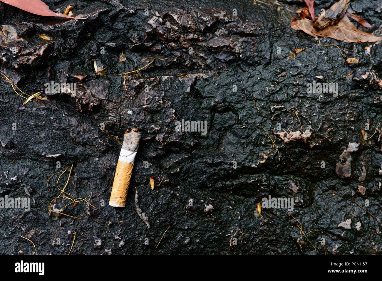 Une cigarette mais à gauche sur un rocher dans un parc national, Cardwell, Queensland, Australie Banque D'Images