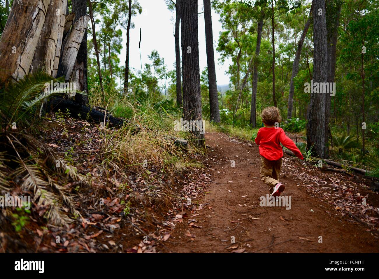 Un jeune enfant s'exécute à travers une forêt, Cardwell, Queensland, Australie Banque D'Images