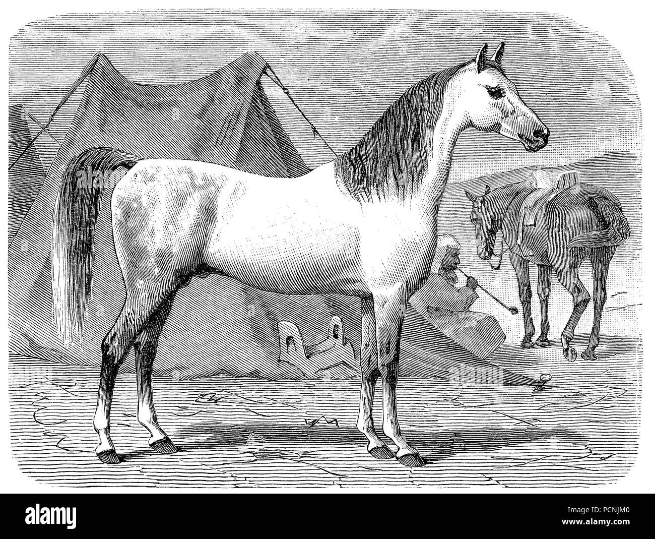 Race de chevaux arabes, numérique, l'amélioration de la reproduction d'une image historique de l'année 1885 Banque D'Images