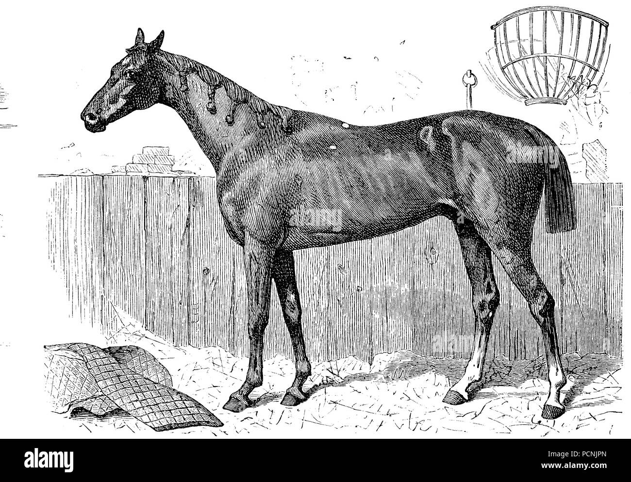 Race de chevaux arabes, numérique, l'amélioration de la reproduction d'une image historique de l'année 1885 Banque D'Images