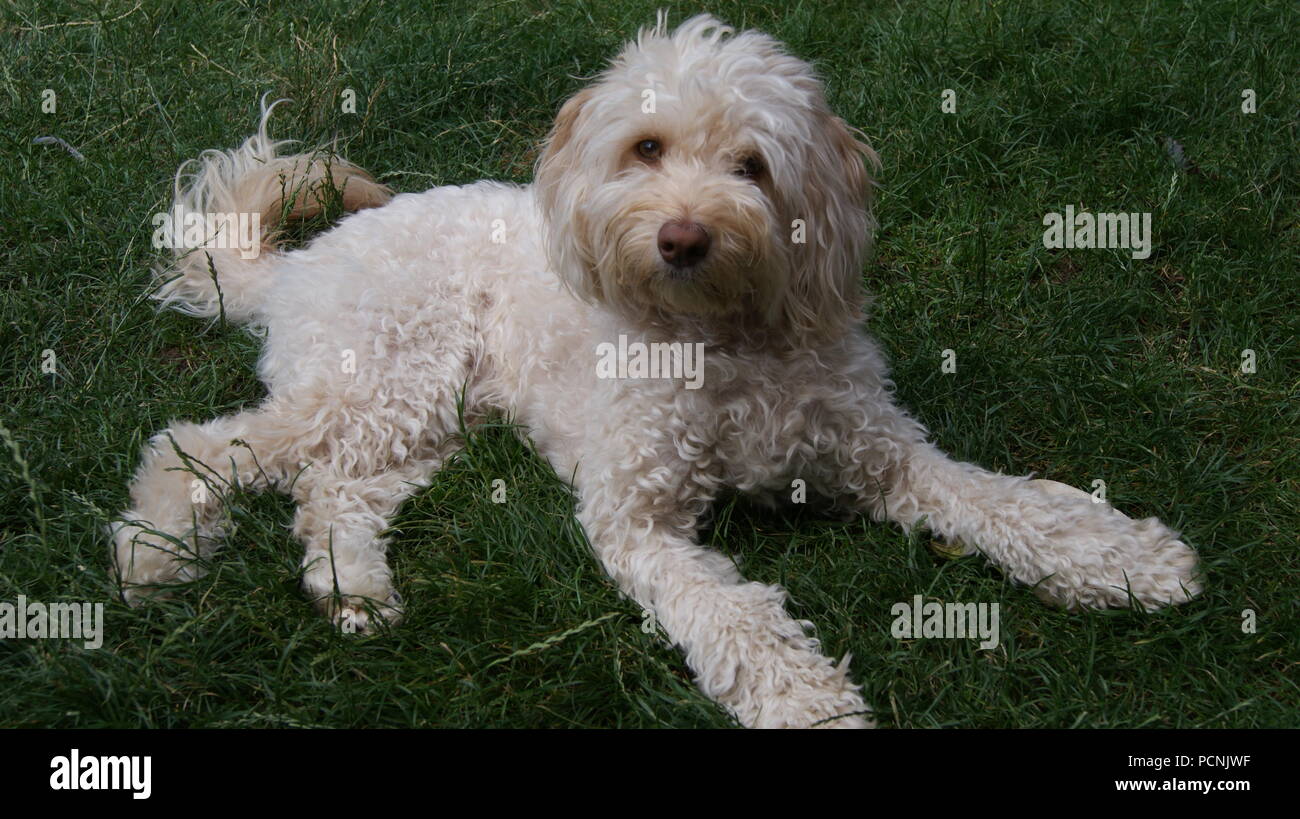 Cockapoo dog lying on grass Banque D'Images