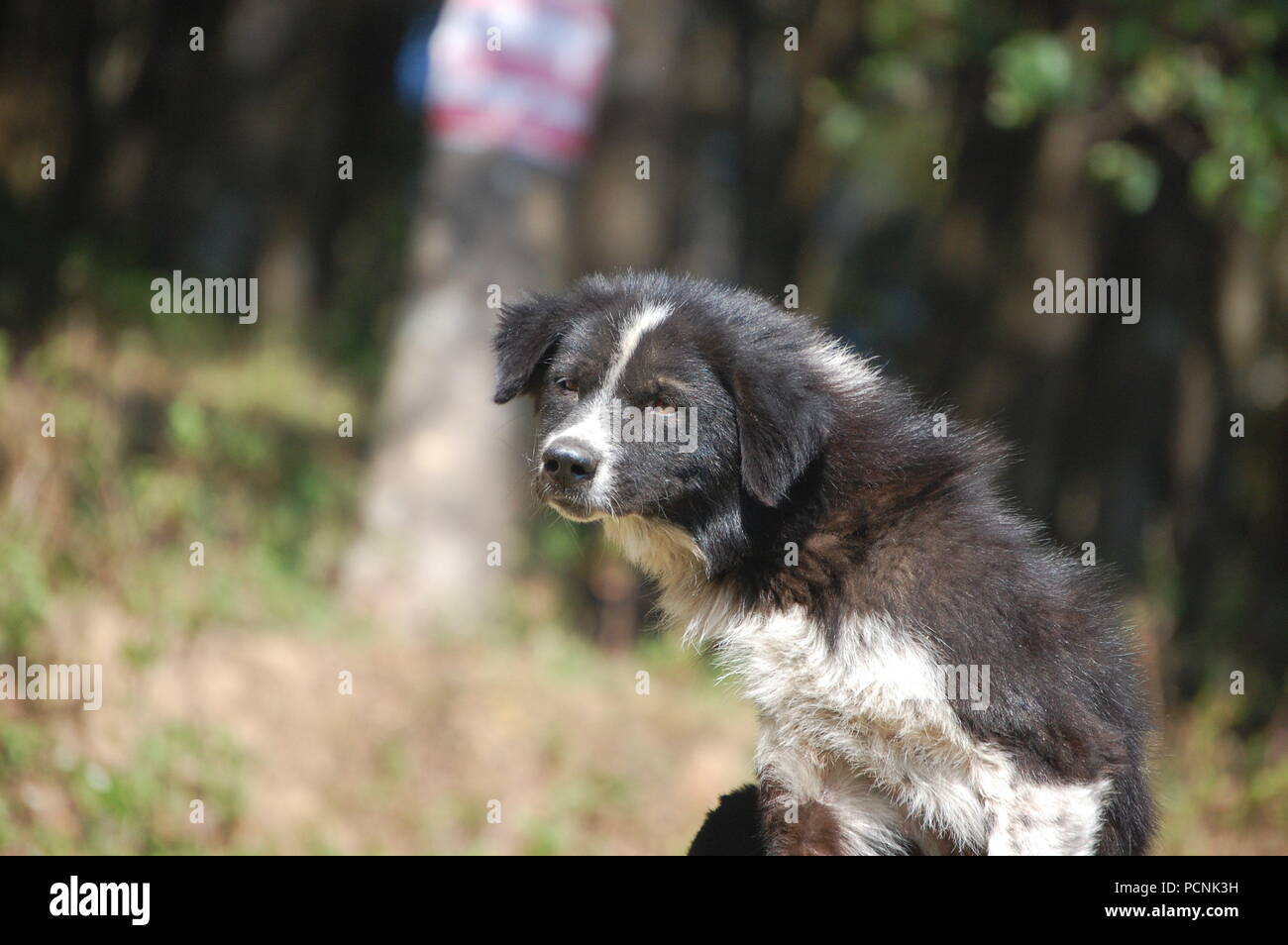 Chien Banque D'Images