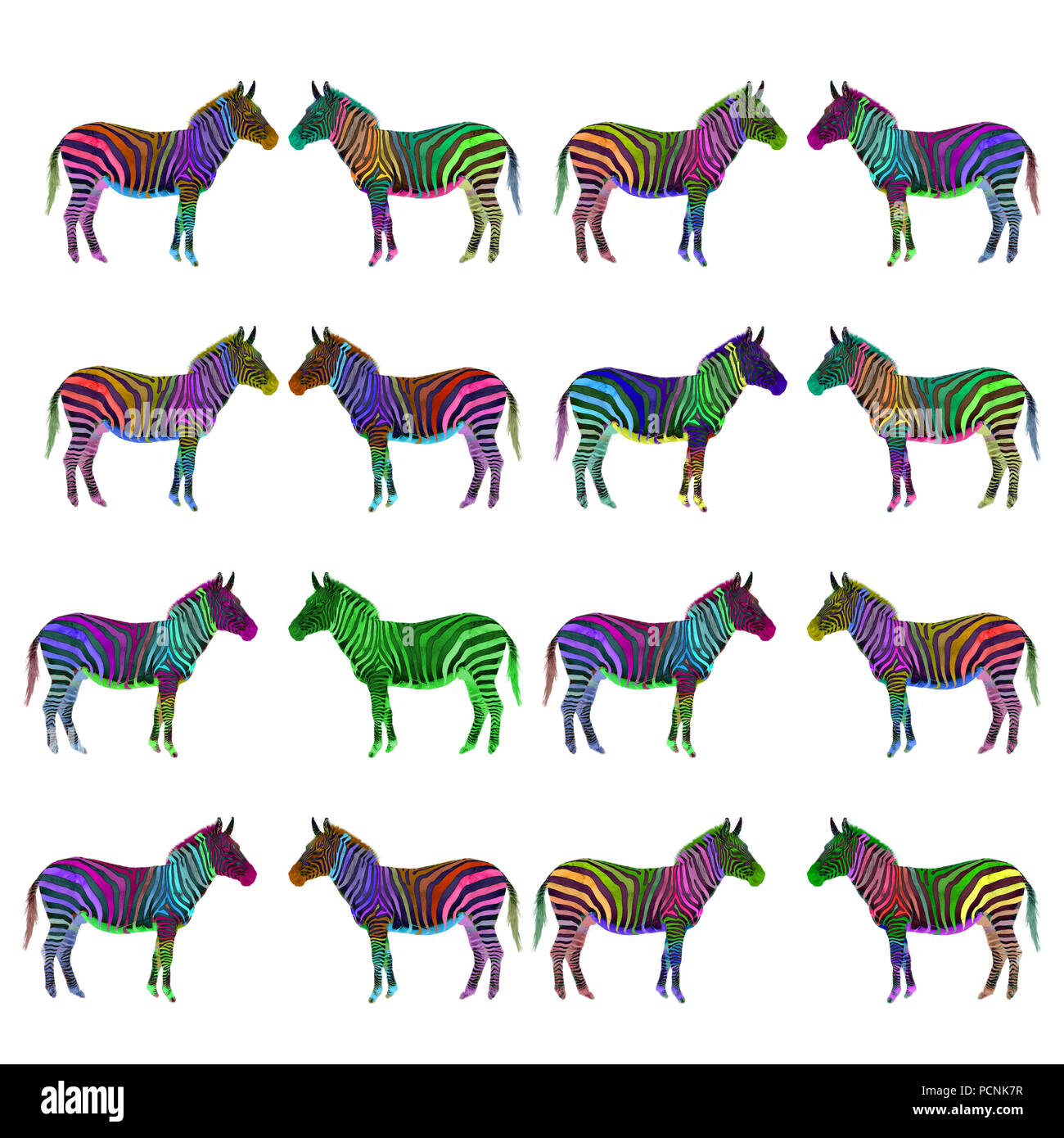 Amélioration de l'image numérique d'un6 multi colored zèbres des plaines peint sur fond blanc Banque D'Images