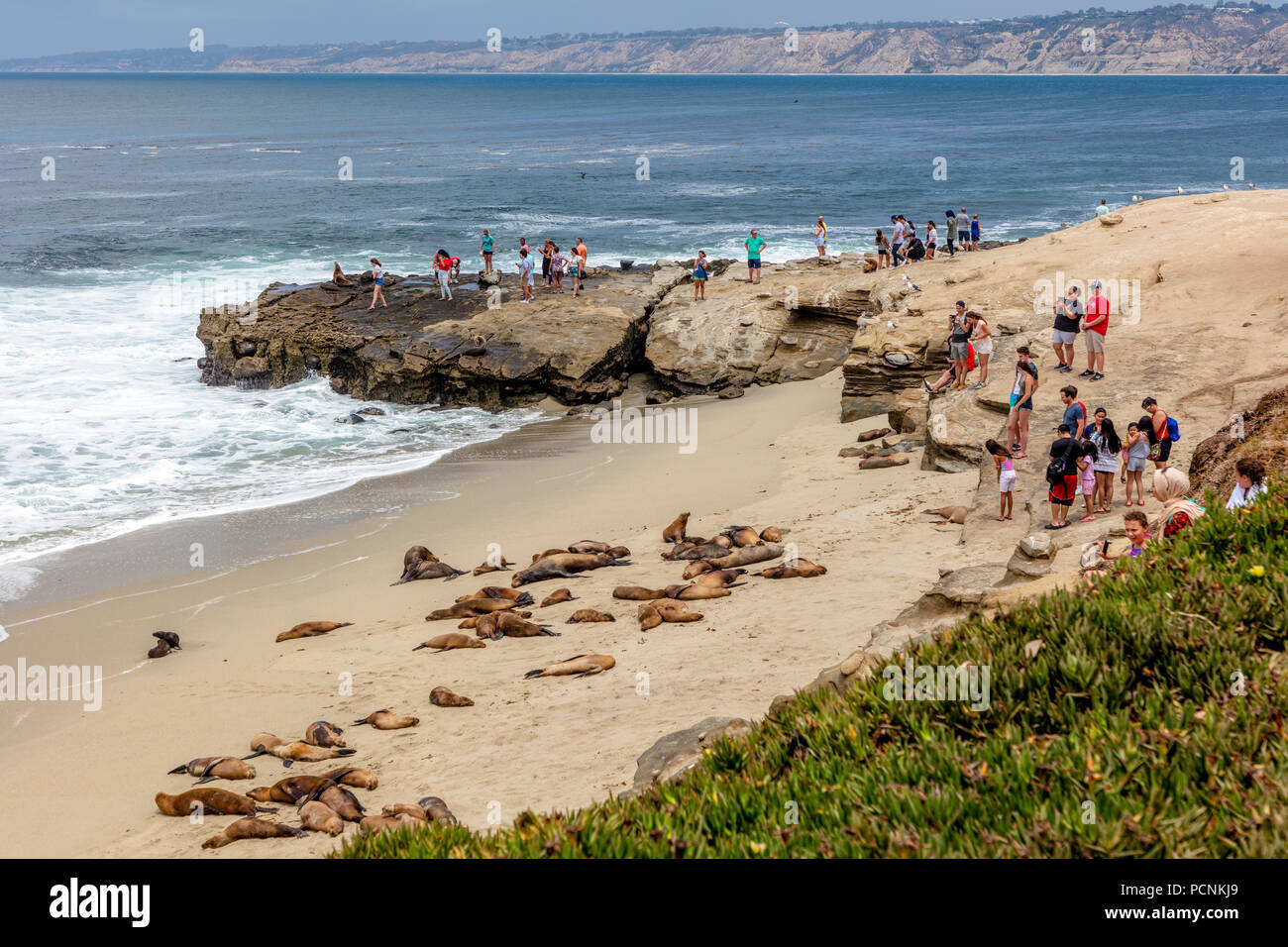 Un groupe de lions de mer se prélassent au soleil sur les rochers à La Jolla Cove, La Jolla, San Diego, California, USA Banque D'Images