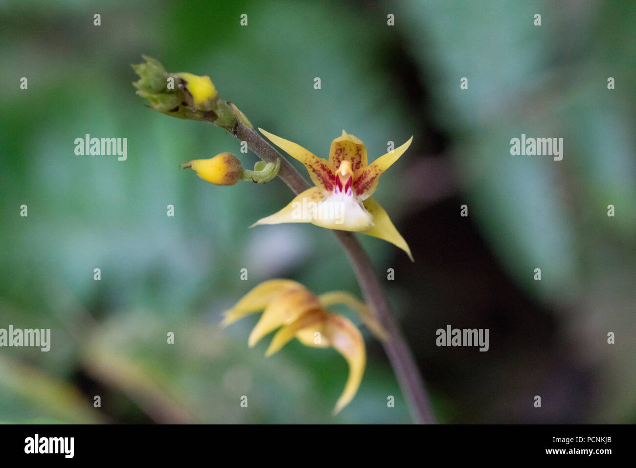 Rarement vu une jungle sauvage orchidées à la recherche comme un oiseau qui se trouve dans une forêt tropicale en Malaisie Banque D'Images