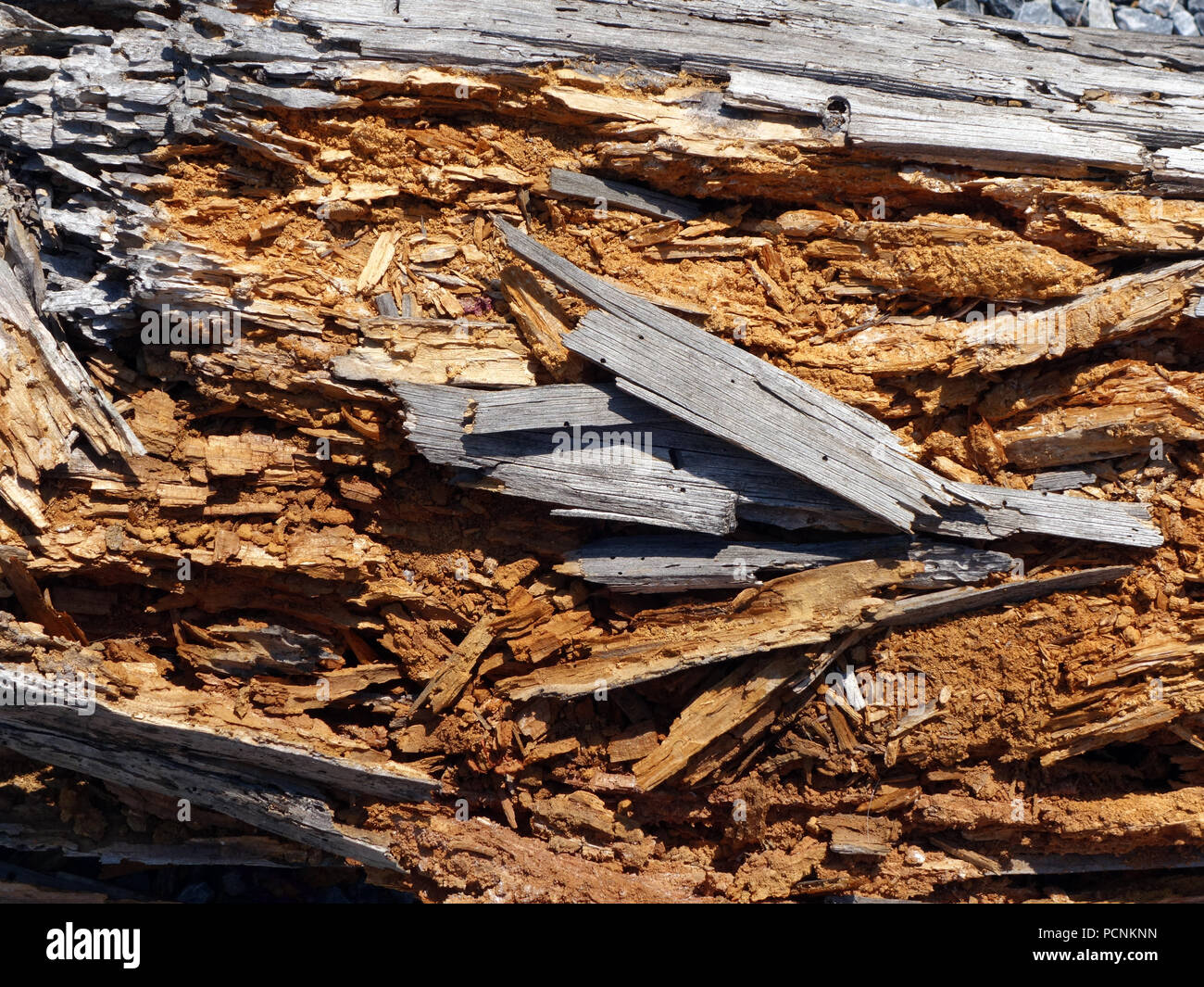 Vue rapprochée d'une poutre de bois pourri montrant l'infestation par les termites Banque D'Images