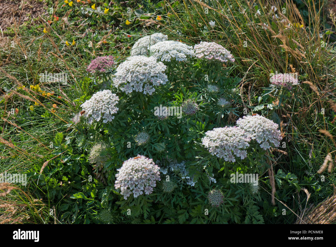 La carotte sauvage, Daucus carota subsp. gummifer, la floraison sur les falaises dans le sud du Devon, Juillet Banque D'Images