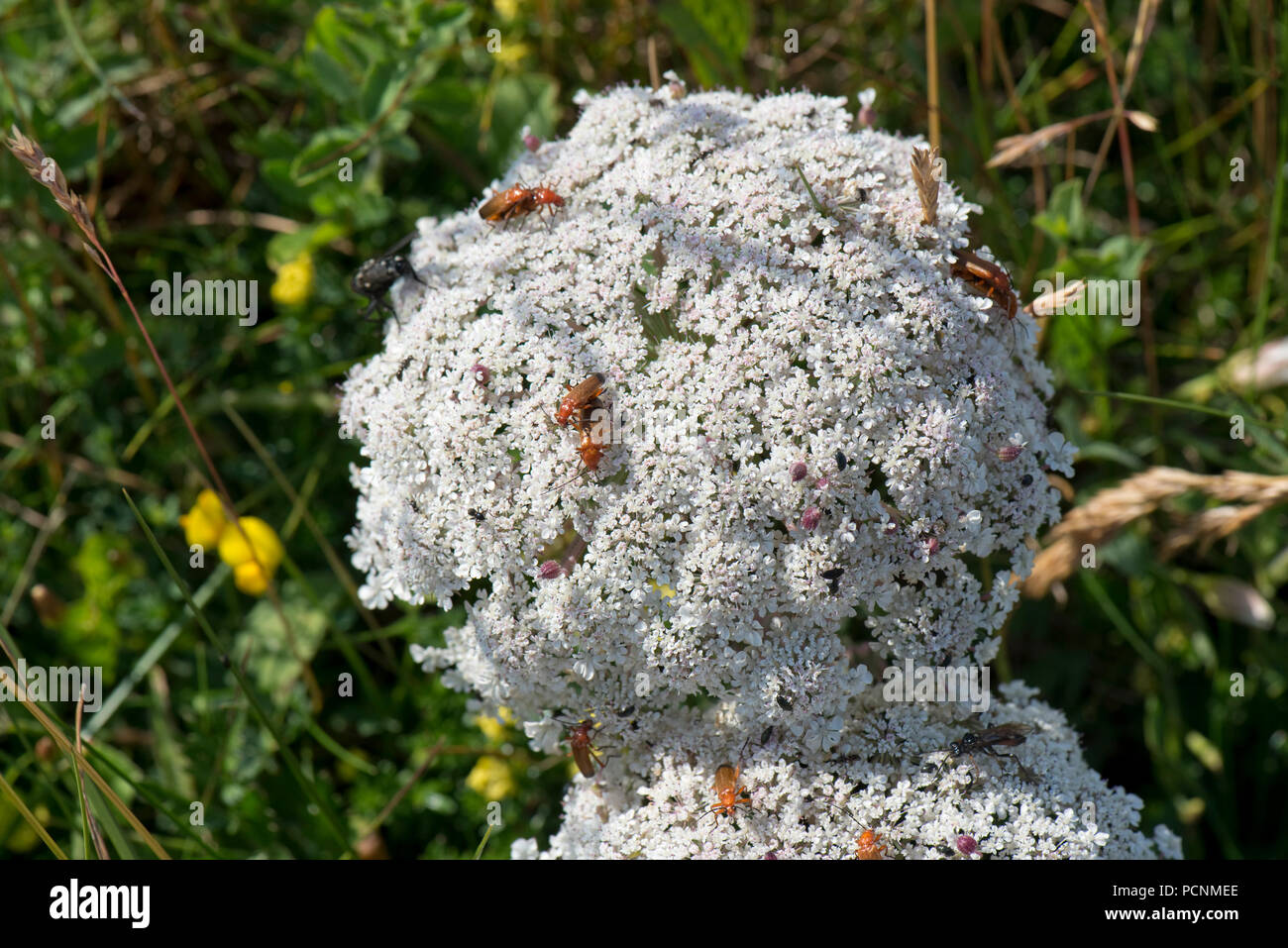 La carotte sauvage, Daucus carota subsp. gummifer, la floraison sur les falaises dans le sud du Devon, Juillet Banque D'Images