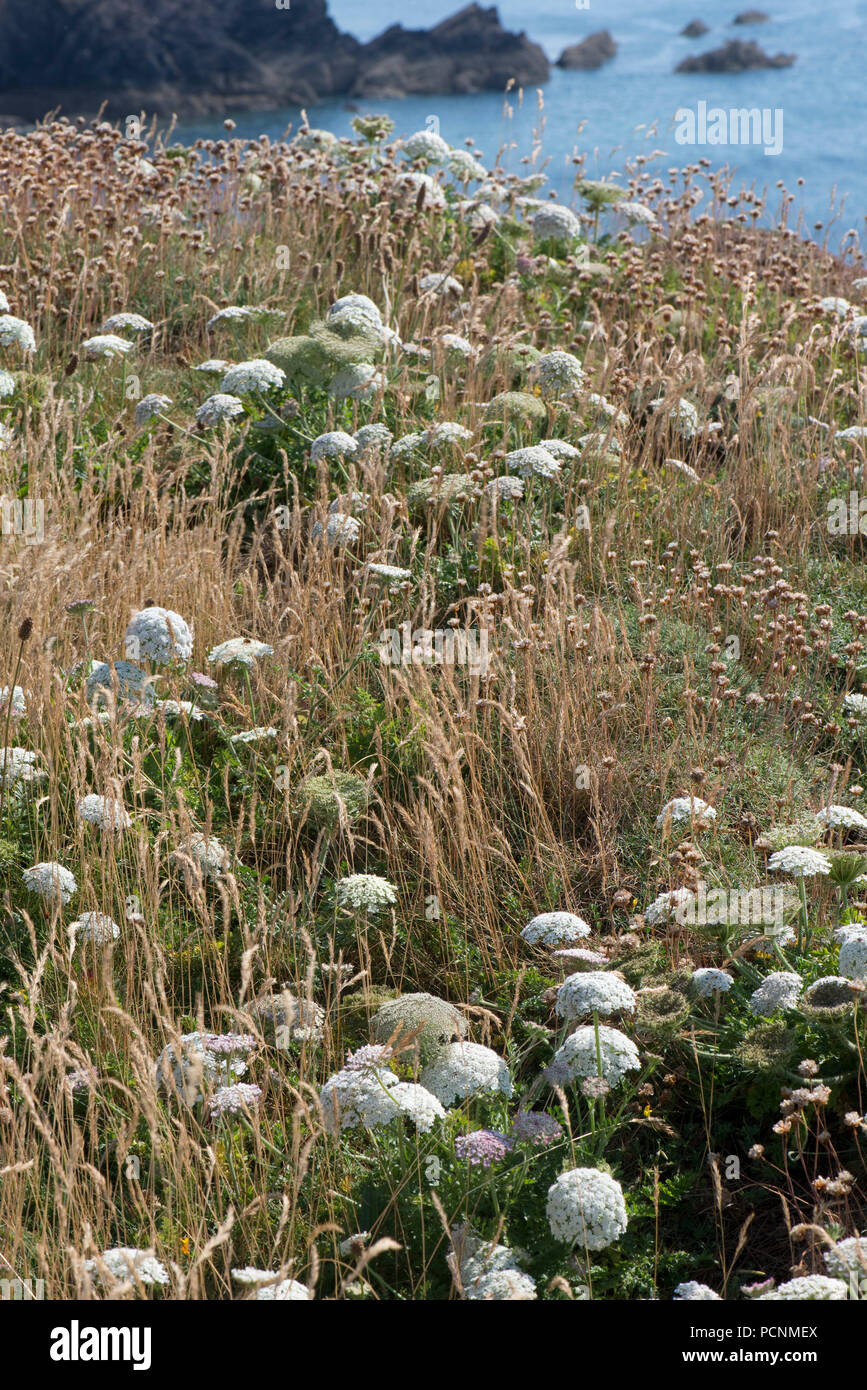 La carotte sauvage, Daucus carota subsp. gummifer, la floraison sur les falaises dans le sud du Devon, Juillet Banque D'Images