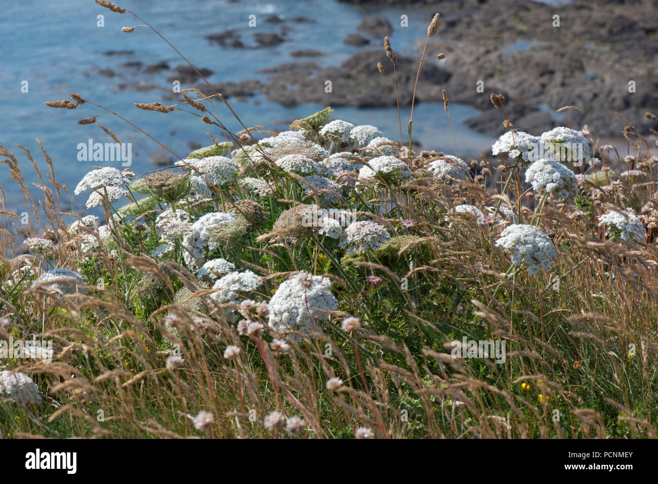 La carotte sauvage, Daucus carota subsp. gummifer, la floraison sur les falaises dans le sud du Devon, Juillet Banque D'Images