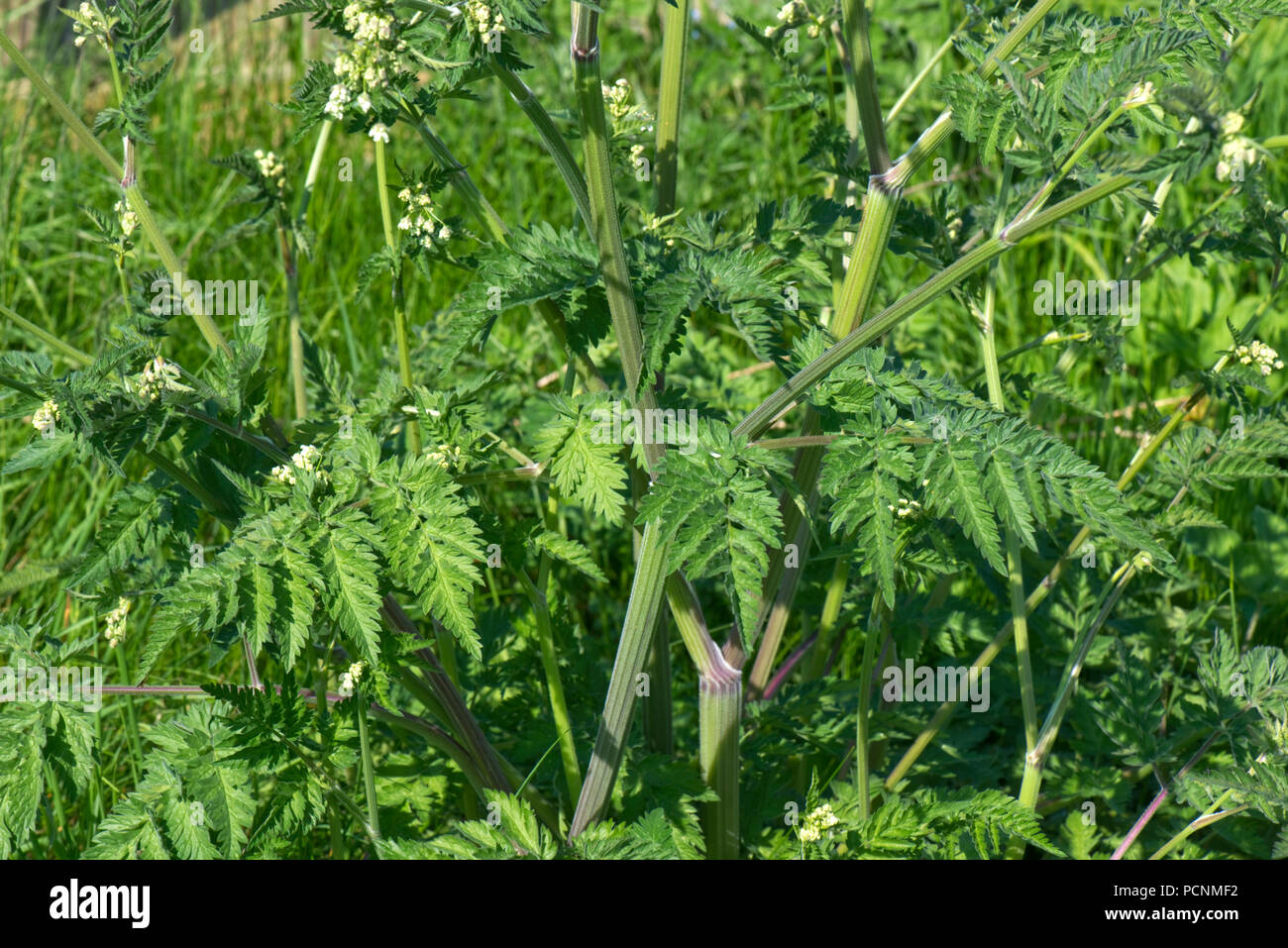 Cow parsley, Anthriscus sylvestris, feuillage, vert, fougère-like, les feuilles sur les bord, Berkshire, Mai Banque D'Images