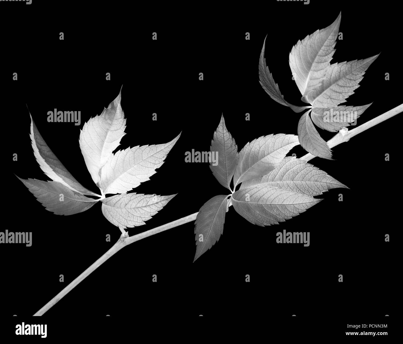 Les feuilles des rameaux de raisins, Parthenocissus quinquefolia feuillage. Isolé sur fond noir. Tableau négatif. Banque D'Images