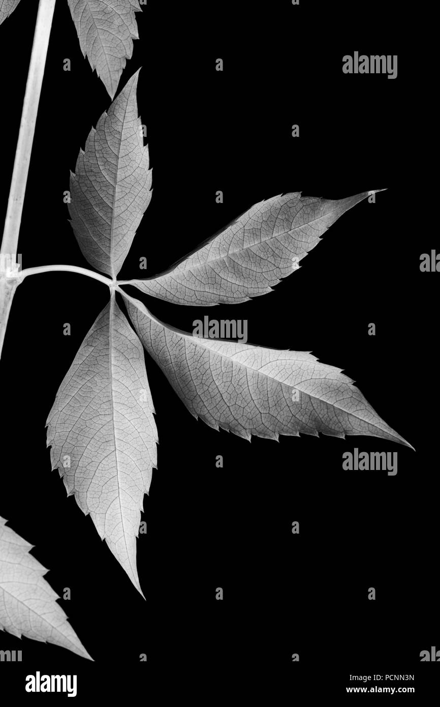 Les raisins d'automne (feuilles Parthenocissus quinquefolia feuillage). Isolé sur fond noir. Tableau négatif. Banque D'Images