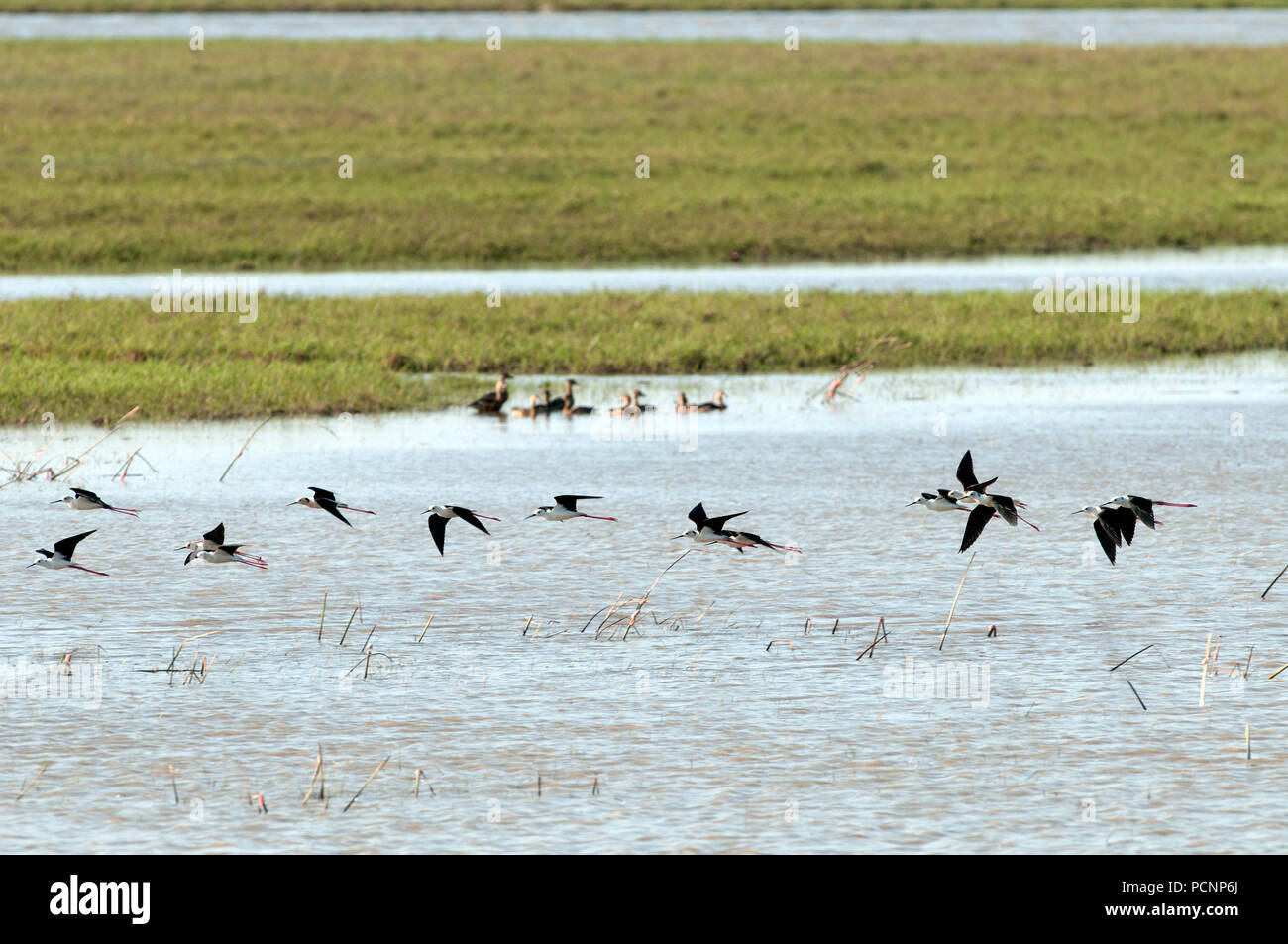 Black-winged Stilt (Himantopus himantopus) - Vol - Conte Noi - Thailande Echasse blanche Banque D'Images